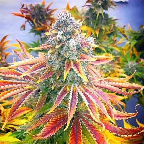 Kush .